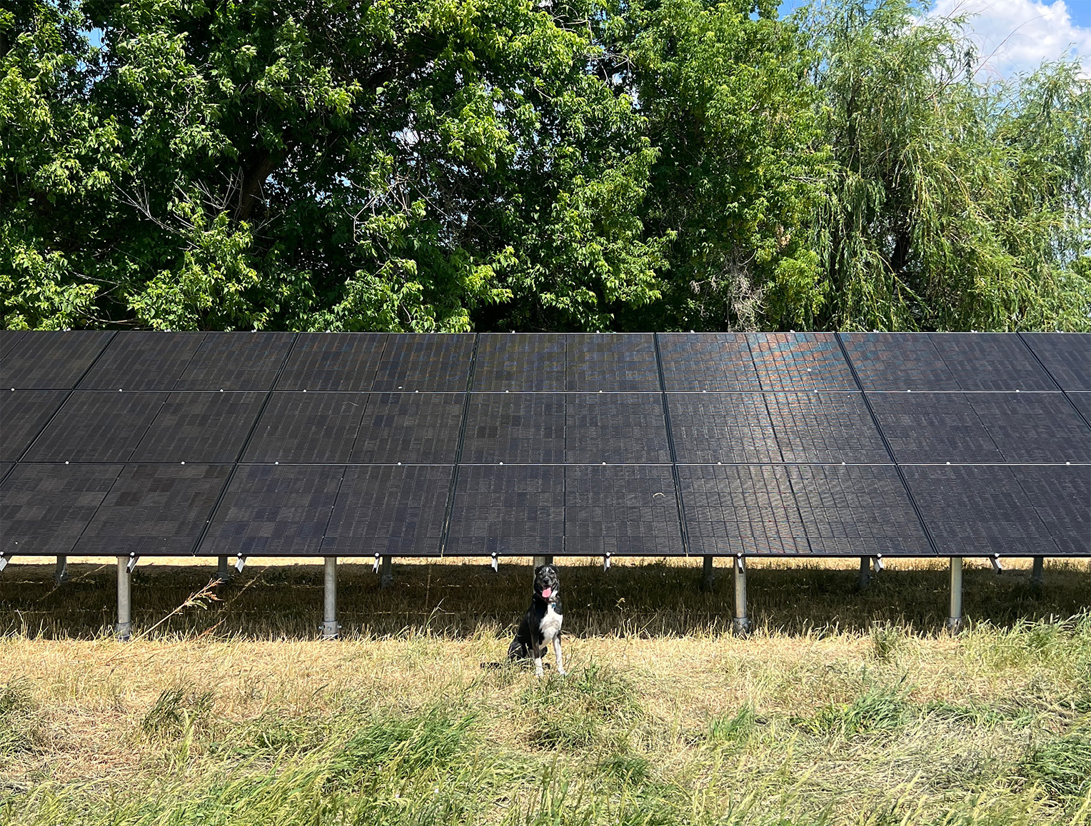 Dog with Ground Mounted Solar Panels | Solar Power Pros