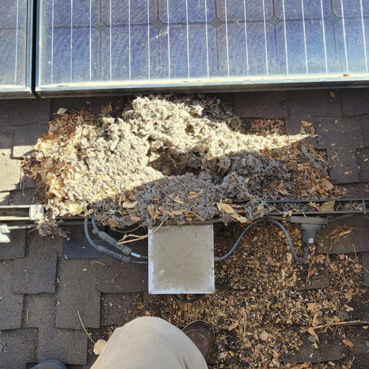 Solar Power Pros installer pulling nesting material out from under a rodent infested solar array in Denver