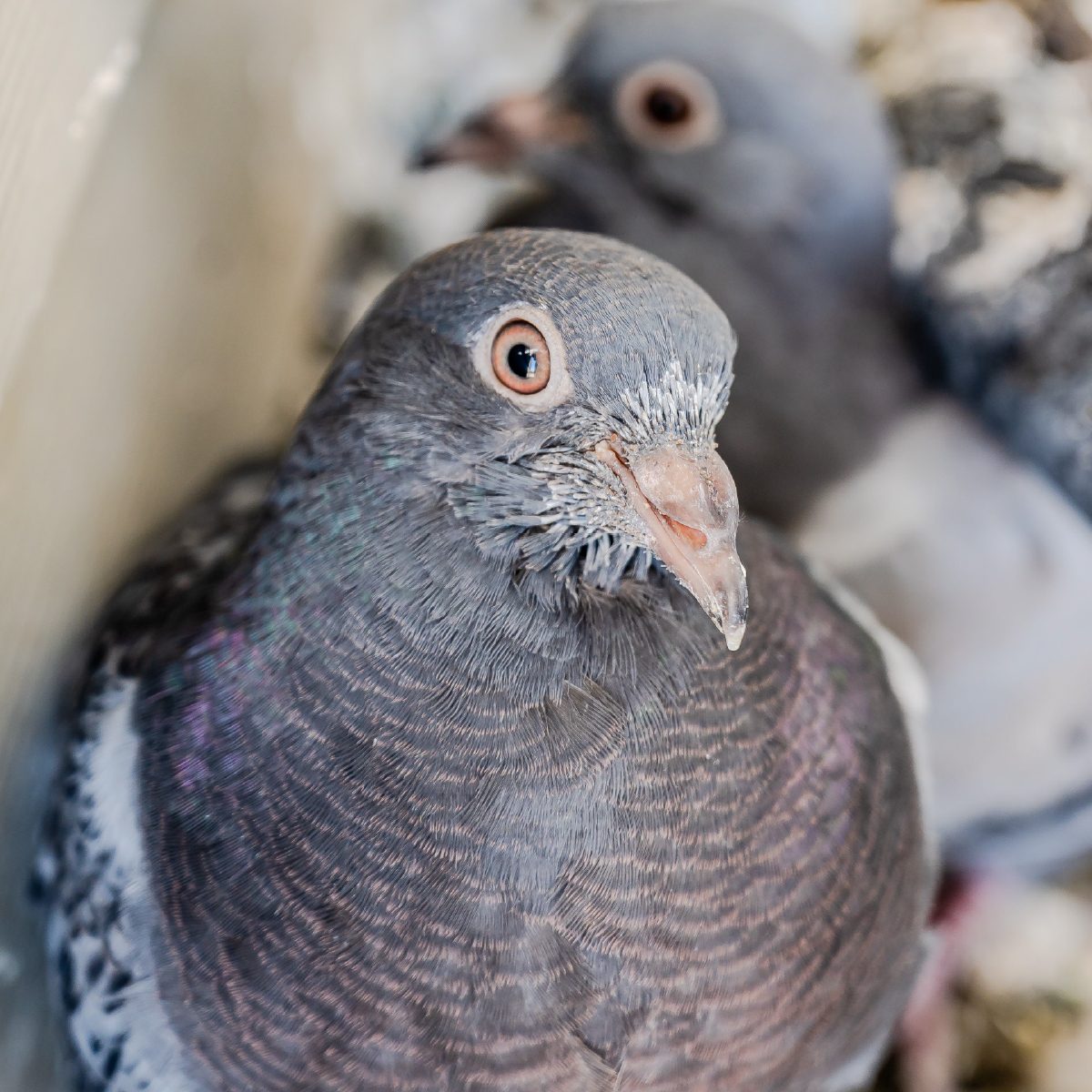 Pigeons under solar panels