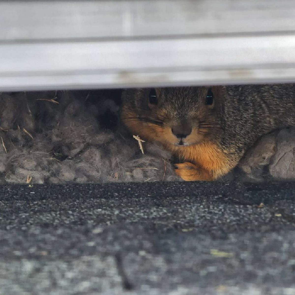 Adorable yet destructive squirrel peeking out from beneath solar panels on Denver CO home | Solar Power Pros