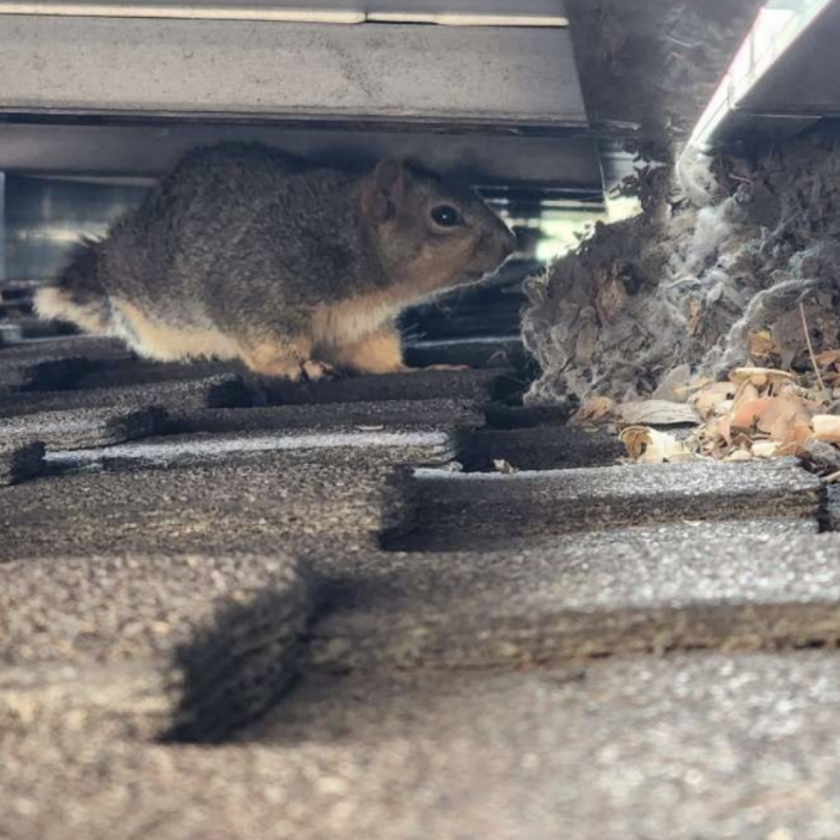Squirrel with its nest built beneath solar panels blocking airflow for this Colorado home