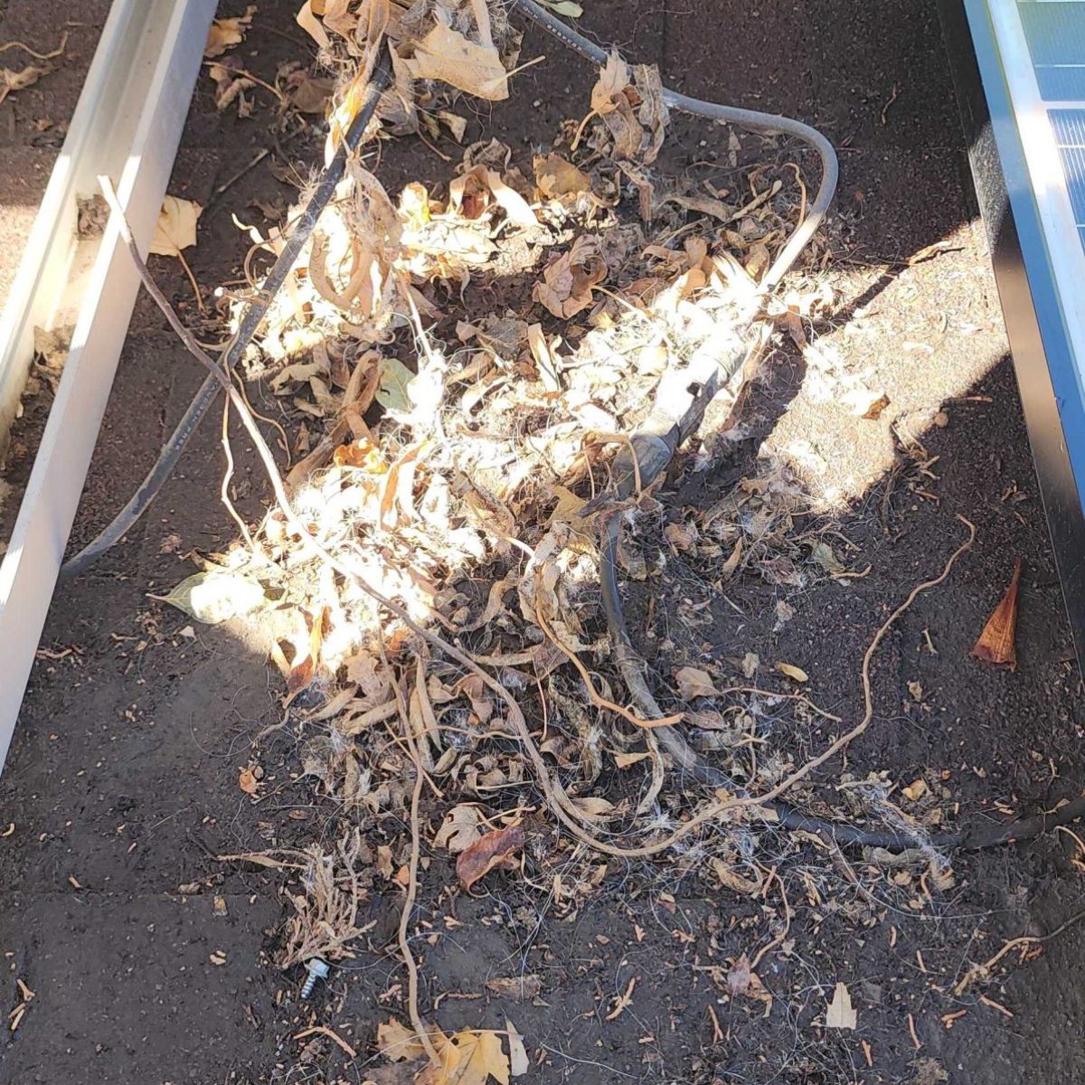 dense twigs and debris clogging space beneath solar panel on Denver Colorado home 20260901_104206